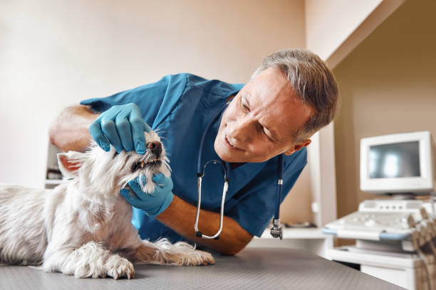 Best Emergency X-Rays and Diagnostics in Murfreesboro, NC